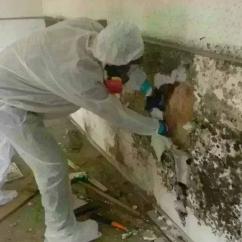 Mold Remediation and Removal in Telford, PA